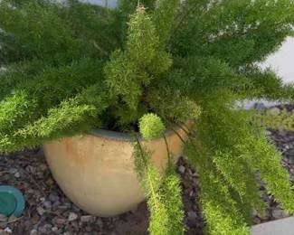 Step Up Your Plant Game On Your Patio