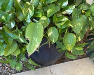 Large Potted Plant