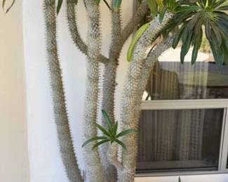 The Coolest Cactus Ever