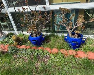 Planters and plants