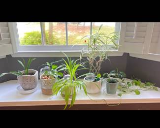 Lot 3653 Indoor House Plants Assorted