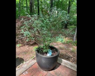 Lot 3829 Butterfly Bush Plant in Large Garden Planter
