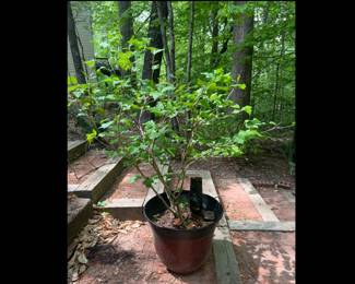 Lot 3828 Hibiscus Plant in Garden Planter