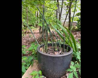 Lot 3834 Horsetail Plant in Brown Garden Planter Flower Pot