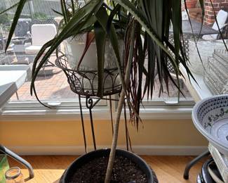 2 PLANTS