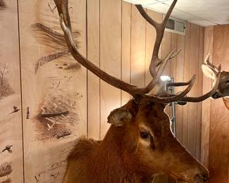 Vintage Elk Head Mount Taxidermy