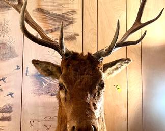Vintage Elk Head Mount Taxidermy
