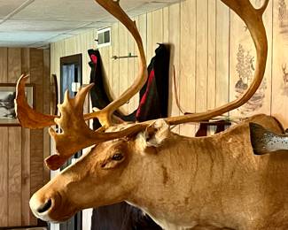 Vintage Caribou Head Mount Taxidermy 