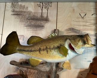 Large Mouth Bass Taxidermy