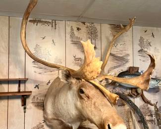 Vintage Caribou Taxidermy