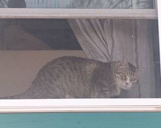 How much is that kitty in the window? NOT FOR SALE.