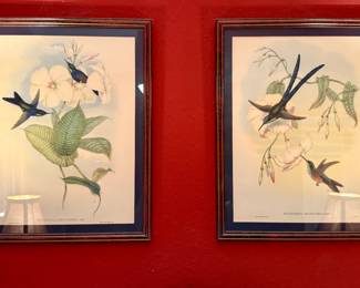 Hummingbird Framed Prints