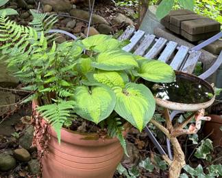 Terracotta Pot with Living Plants