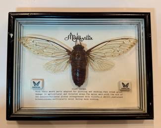 Giant Framed Malaysian Cicada