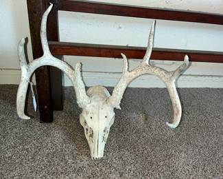DEER SKULL