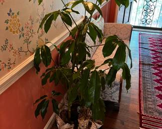 #83 Real Schefflera Plant in Basket $30.00