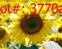 3770a result
