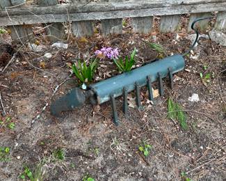 Strange dog in backyard.