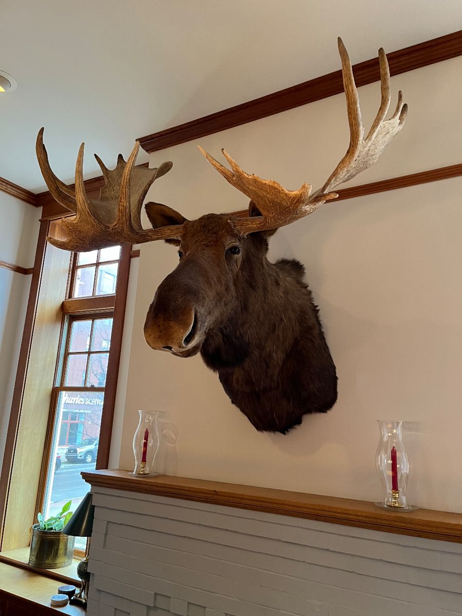 Alaskan Moose with 6 foot wide rack...incredible man cave item!