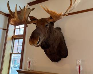 Alaskan Moose with 6 foot wide rack...incredible man cave item!