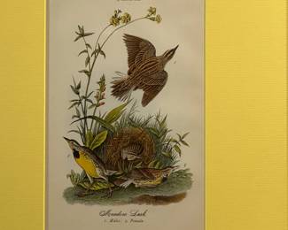 Lot #58 J Audobon - Meadow Lark Birds of Pennsylvania By B.H. Warren Stone lithography w/ hand colored 1888 https://denveronlineauctions.com/auction-details?id=1329933