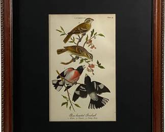 Lot #56 John J Audobon - Rose Breasted Grosbeak Birds of Pennsylvania By B.H. Warren Stone lithography w/ hand color 1888 https://denveronlineauctions.com/auction-details?id=1329931