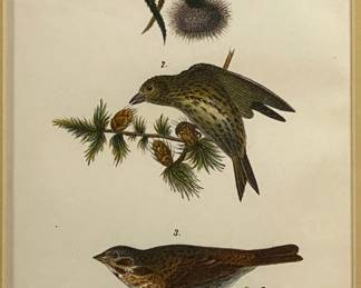 Lot #57 John J Audobon - American Goldfinch Birds of Pennsylvania By B.H. Warren Stone lithography w/ hand color 1888 https://denveronlineauctions.com/auction-details?id=1329932