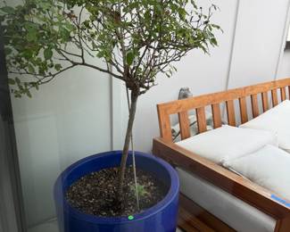 Crepe Myrtle Plants