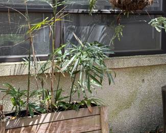Box with plants