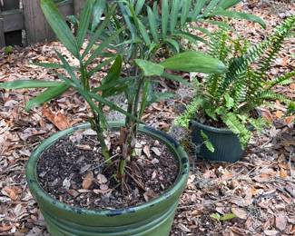 Parlor palm