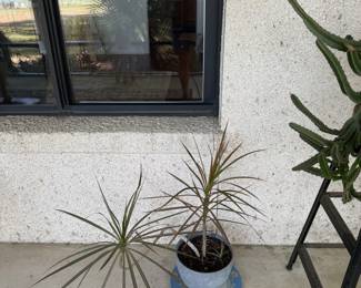 Dracaena