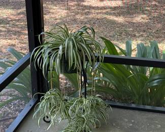Spider plant. Metal stand