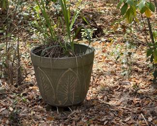 Potted plant