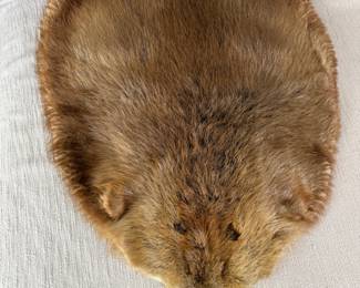 Beaver pelt