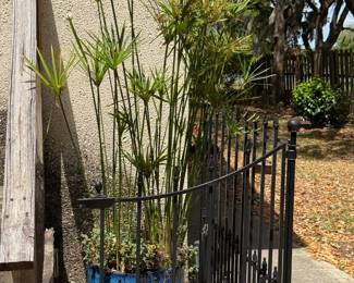 Gorgeous potted plant