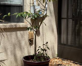 Yard potted plants