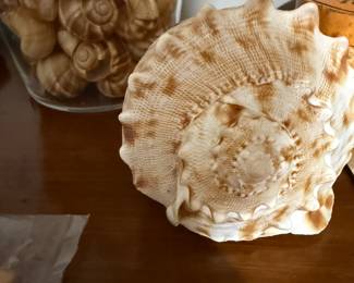 Shells