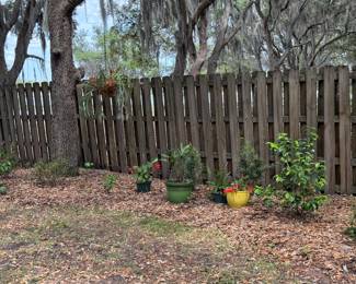 More plants in yard