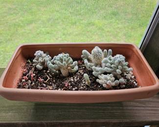 Cactus 