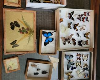Large rare butterfly collection!