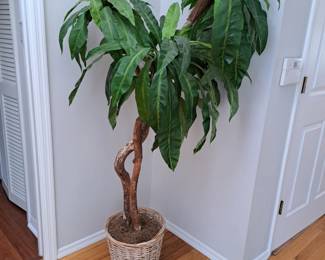 SILK PLANT