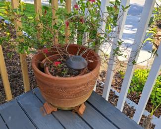 ANOTHER PLANT - MORE AROUND THE PROPERTY