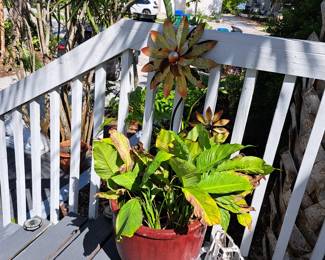 MORE PLANTS