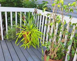 NUMEROUS PLANTS IN CLAY POTS