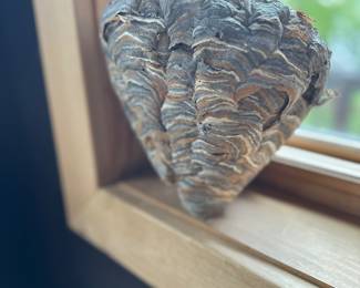 Wasp nest