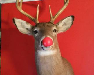 Full size deer head Taxidermy without red nose