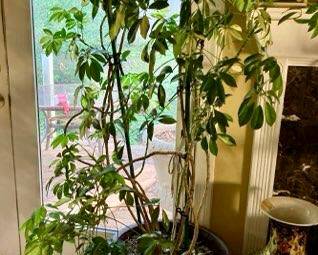 Live tree! Kept indoors
