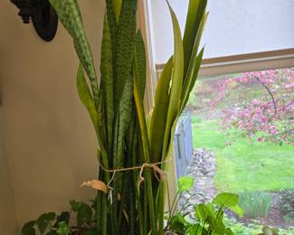 Plants