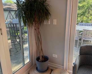 live plant