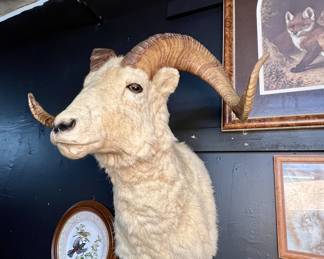 Bighorn sheep mount